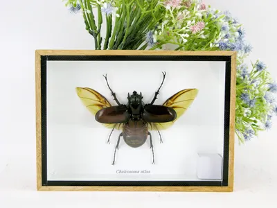 Zdjęcie produktu dla Chalcosoma atlas – trójrożny chrząszcz nosorożec w 3D