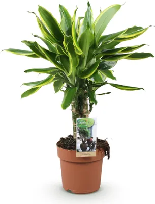 Obrázek produktu pro Dracaena fragrans Golden Coast - 50 - 55cm - 17cm - nenárocná dracinec v