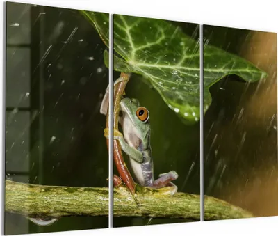 Produktbild von DEQORI Glasbild Echtglas 3x50x100 cm 'Regenwaldjuwel' Wandbilder XXL groß