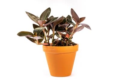 Obrázek produktu pro Gardners Ludisia discolor, průměr 12 cm