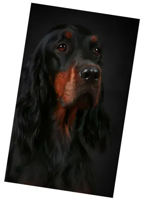 Produktbild von Microplüsch-Wärmedecke 100x150 cm - Cocker Spaniel schwarz-hellbraun