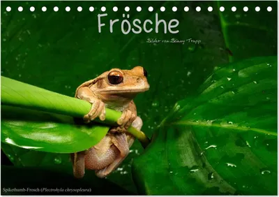 Produktbild von Frösche (Tischkalender 2025 DIN A5 quer), CALVENDO Monatskalender