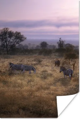 Produktbild von MuchoWow® Poster Kruger National Park in Südafrika 120x180 cm - Kunstposter