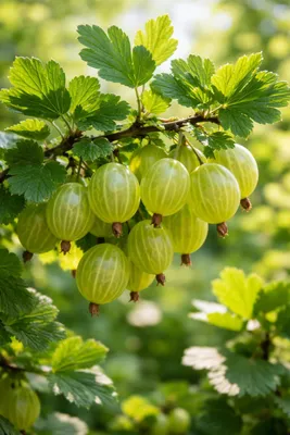 Produktbild von Stachelbeere Ribes uva-crispa Hinnonmäki Grün 2 Pflanzen winterhart 15cm 50cm