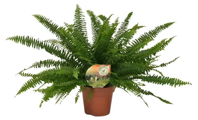 Image de Nephrolepis Green Lady - 30-40cm - Ø17cm - Plante d'intérieur - Vert persistant