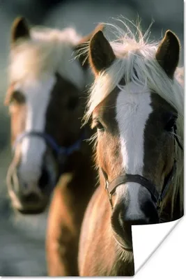 Produktbild von MuchoWow® Poster Zwei Haflinger Pferde 20x30 cm - Papierdruck