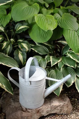 Produktbild von Esschert Design Altzink Gießkanne 1,5 Liter; OZ43