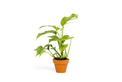 Obrázok produktu pre Gardners Monstera minima, priemer 6 cm