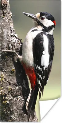 Produktbild von MuchoWow® Poster Ein Buntspecht auf einem Baumstamm 20x40 cm - Plakat - Foto