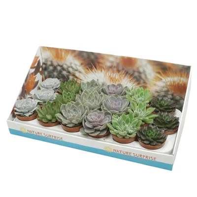 Produktbild von 18 x Sukulente Echeveria Pflanzen