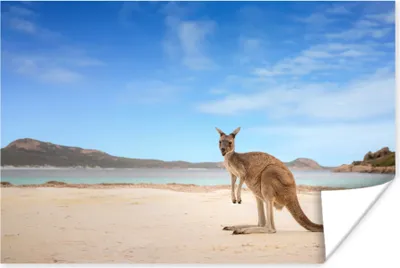 Produktbild von MuchoWow® Poster Strand - Känguru - Australien 180x120 cm - Fotoplakat