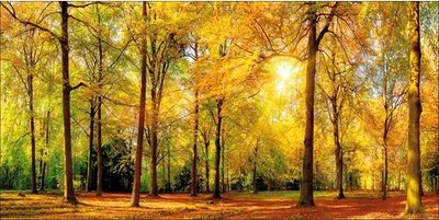 Produktbild von Leinwandbild Sunset in forest III 100x50 cm
