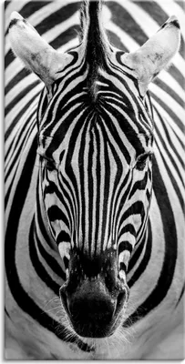 Produktbild von ARTland Leinwandbild Zebra Größe: 20x40 cm