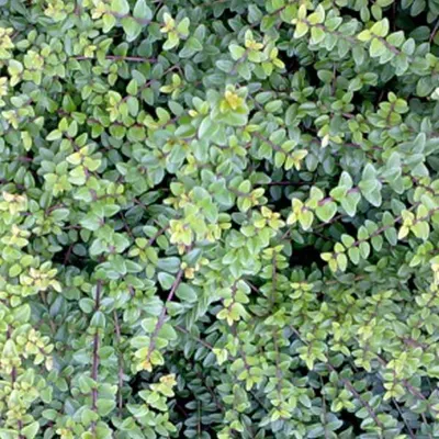 Obrázek produktu pro 2 x zimolez - Lonicera nitida 'Ernest Wilson' | 25-30 cm v kontejneru
