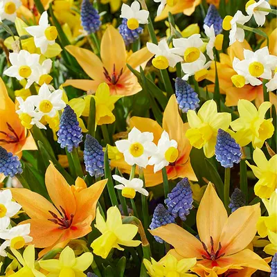 Produktbild von Mischung aus 50 - Wildblumen-Mischung - Mischung aus 4 Arten - Blumenzwiebeln - Frühlingsblüte - mehrjährige Pflanzen - wird bis zu 10 bis 25 cm groß