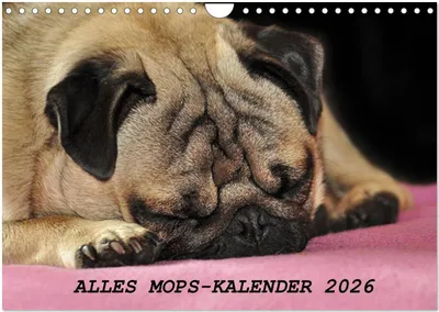 Produktbild von Alles Mops-Kalender 2026 (Wandkalender 2026 DIN A4 quer), CALVENDO Monatskalender