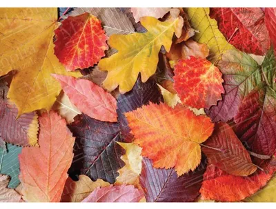 Obrázek produktu pro Magnolia Puzzle Barevné listy - 1000 dílků Puzzle