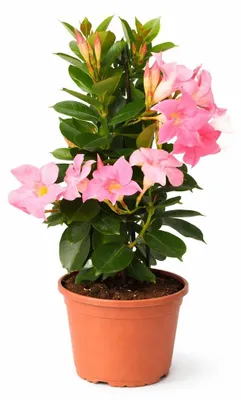 Produktbild von Mandevilla Dipladenia - Trichterblüte - Pyramidenform - 14cm Topf - ca. 45-50cm - rosa