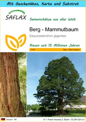 Produktbild von SAFLAX Geschenk Set - Berg - Mammutbaum - Sequoiadendron gigantea - 50 Samen - Mit Geschenkbox, Versandaufkleber, Geschenkkarte und Anzuchtsubstrat
