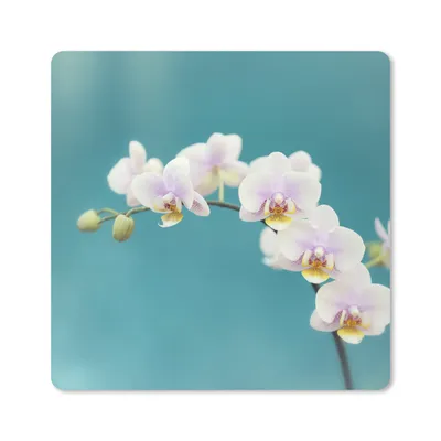 Produktbild von MuchoWow® Mauspad Mousepad Orchidee - Blumen - Pflanze - Weiß - Lila 30x30 cm - Mousepads - Maus Mat - Pad - Mausunterlage - Gaming