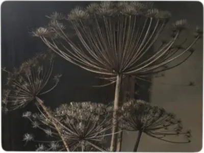 Produktbild von 4er Set Tischsets Platzdeckchen PUSTEBLUME Kork grau 40x29cm Hakbijl