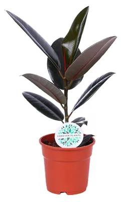 Zdjęcie produktu dla Ficus Elastica Abidjan - 45-55cm - Ø17cm - Roślina doniczkowa - Zimozielony