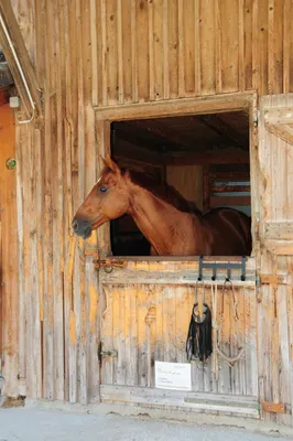 A brown horse peeking out of a wooden stable window.