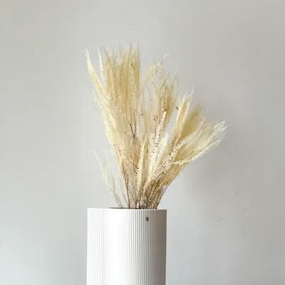 Immagine prodotto di Felce conservata - 1 mazzo (mini, piccolo o grande) - 1-7 steli (60-75cm)