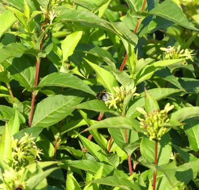 Immagine prodotto di Caprifoglio americano Diervilla sessiliflora Caprifoglio delle farfalle 40-60 cm