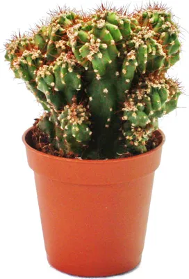 Produktbild von Cereus peruvianus cristata - Felsenkaktus - im 5,5cm Topf