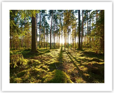 Produktbild von Poster - Poster ohne Rahmen - Wald Baum Natur - 50x40 cm - Wand Bild - Wanddeko - Wandbilder - Kunstposter - Wandposter - Bilder - Kunstdruck - Wanddekoration - Wandbild - P2XAA50x40-3724