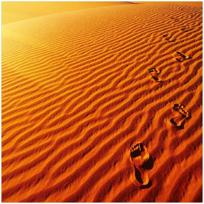 Produktbild von Wallario Memoboard Magnettafel aus Glas, Größe 50 x 50 cm, Motiv Fußspuren im Sand - Sanddüne in der Wüste
