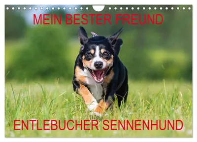 Produktbild von Mein bester Freund - Entlebucher Sennenhund (Wandkalender 2027 DIN A4 quer), CALVENDO Monatskalender