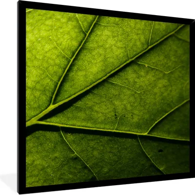 Produktbild von MuchoWow® Gerahmtes Poster Nahaufnahme eines Blattes 40x40 cm - Poster mit Schwarzem Bilderrahmen Wandposter Rahmen Foto Bilder - Mit Rahmen - Wanddekoration Schlafzimmer