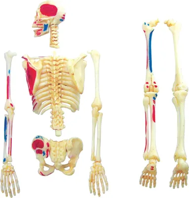 Immagine prodotto di Modello anatomico - Modello anatomico - Scheletro anatomico