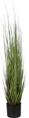 Produktbild von Mica Dogtail Gras grün in Topf 115 x 35 cm