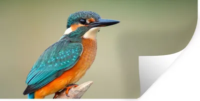 Produktbild von MuchoWow® Wandtattoo Wandsticker Wandaufkleber Vogel - Eisvogel - Zweig 40x20 cm Selbstklebend und Repositionierbar - Aufkleber