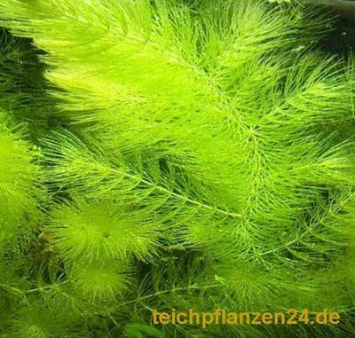 Produktbild von 3 zväzky rohovníka, Ceratophyllum demersum, do jazierka a akvária