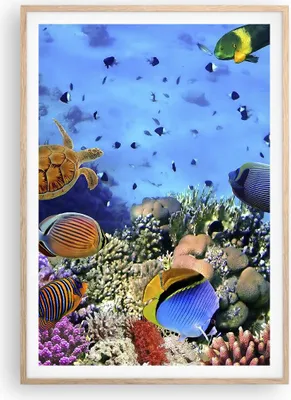 Produktbild von Gerahmtes Poster - Rahmen in heller Eiche - Korallenriff - 70x100 cm - Wand Bild - Wanddeko - Wandbilder - Kunstposter - Wandposter - Bilderrahmen - Bilder - Kunstdruck - Wandbild - P2NPA70x100-3569