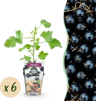 Produktbild von Jostabeere Ribes jostabes 6 Pflanzen winterhart Ø9cm 30cm Beerenpflanze