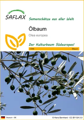 Produktbild von SAFLAX - Ölbaum - 20 Samen - Olea europea