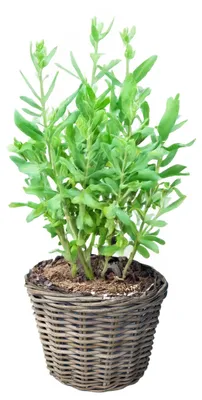 Produktbild von VD Leeden Pflanzen- oder Blumenkorb - rund - Rattan - geflochtene Weide - D25 x H22 cm - Blumentopf
