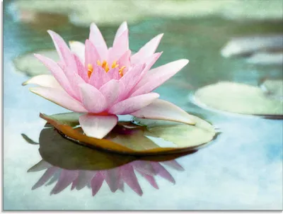Produktbild von ARTland Glasbild Rosa Seerose Größe: 80x60 cm