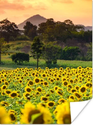 Produktbild von MuchoWow® Poster Sonnenblume - Natur - Berg 90x120 cm - Wohnzimmer