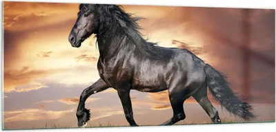 Produktbild von Bilder auf glas - Pferd Tier Wiese - 100x40cm - Glasbilder - Wandbilder - Kunstdruck - zum Aufhängen bereit - Wanddekoration aus Glas - Glas Bilder - Wandbild auf Glas - Einteilig - GAB100x40-2608