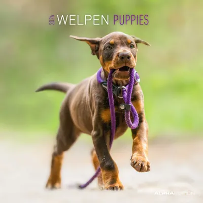 Produktbild von Welpen 2025 - Broschürenkalender 30x30 cm (30x60 geöffnet) - Kalender mit Platz für Notizen - Puppies - Hundekalender - Bildkalender - Wandkalender