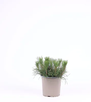 Productafbeelding van JUNAVERA Pinus mugo var. pumilio | Dwergbergden | 15 cm hoog | In 15 cm pot | Groenblijvende den