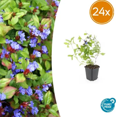 Image de Ceratostigma plumbaginoides | 24 pièces - 10-25cm - Ø9cm - Plante de jardin