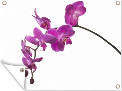 Produktbild von MuchoWow® 40x30 cm Outdoor-Poster Gartendeko Sichtschutz Garten Poster für den Garten  Orchidee vor weißem Hintergrund