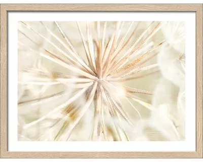 Produktbild von Gerahmtes Bild Dandelion I 43x33 cm